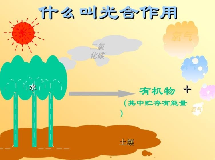 光合作用是什么意思