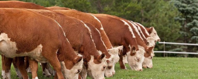 冬季肉牛增肥技巧 怎样让牛在冬季增肥 冬季肉牛增肥技巧 怎样让牛在冬季增肥