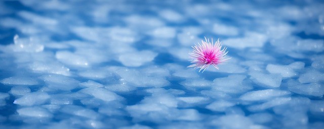 高冰种蓝水飘花